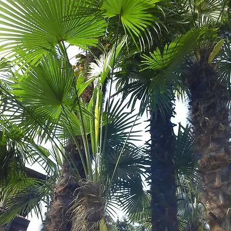 Im Palmengarten Holiday home